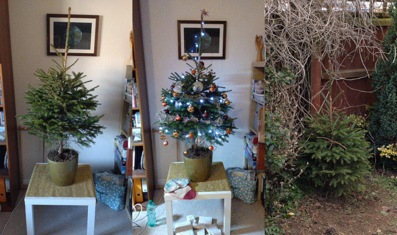 Three photos of the same tree: undecorated in a pot; decorated in a pot; planted in the back garden